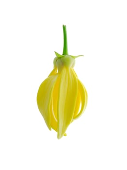 fragrant flowers of climbing ylang-ylang photo
