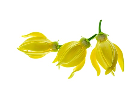 fragrant flowers of climbing ylang-ylang photo