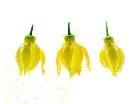 fragrant flowers of climbing ylang-ylang photo