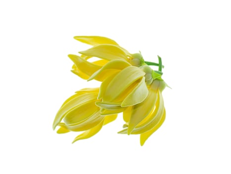 fragrant flowers of climbing ylang-ylang photo