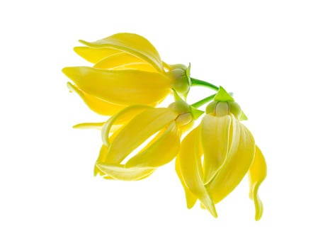 fragrant flowers of climbing ylang-ylang photo