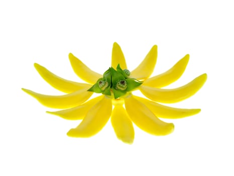 fragrant flowers of climbing ylang-ylang photo