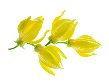 fragrant flowers of climbing ylang-ylang photo