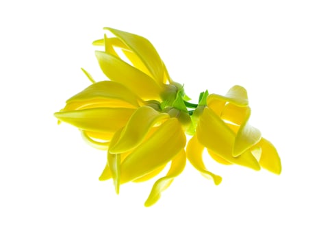 fragrant flowers of climbing ylang-ylang photo