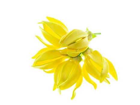 fragrant flowers of climbing ylang-ylang photo