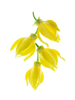 fragrant flowers of climbing ylang-ylang photo