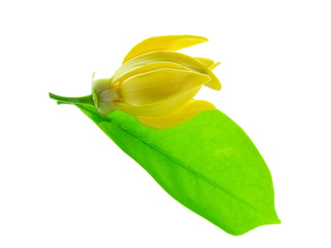 fragrant flowers of climbing ylang-ylang photo