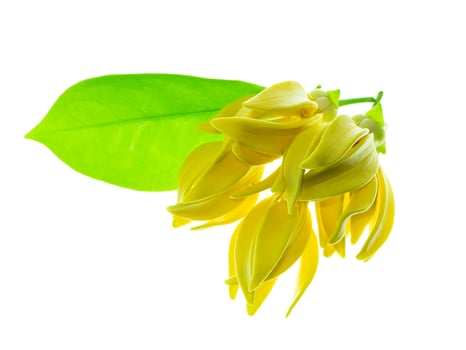 fragrant flowers of climbing ylang-ylang photo