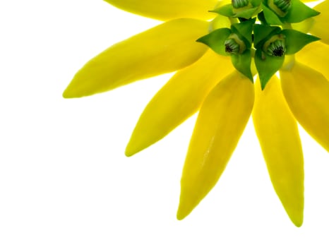 fragrant flowers of climbing ylang-ylang photo