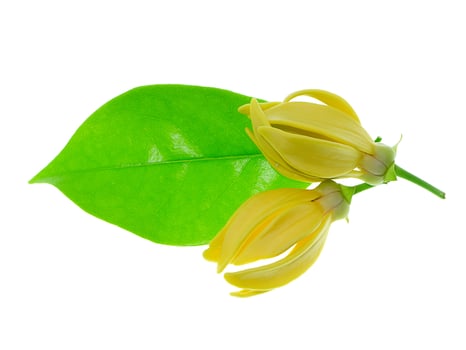 fragrant flowers of climbing ylang-ylang photo
