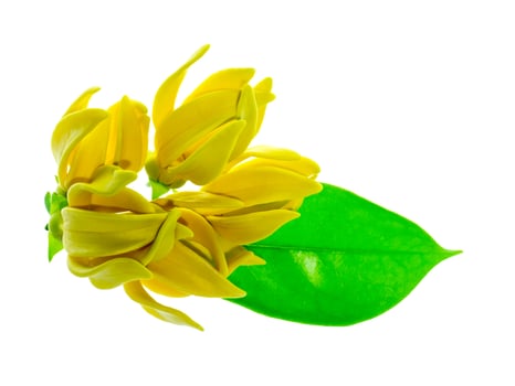 fragrant flowers of climbing ylang-ylang photo