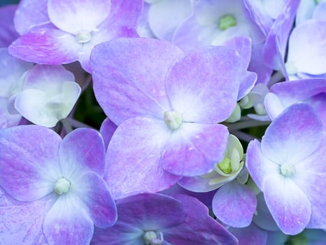 Close up Hydrangea flower photo