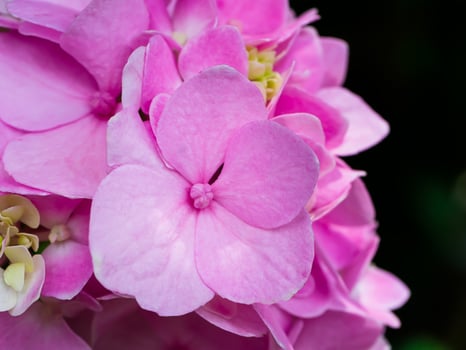 Close up Hydrangea flower photo