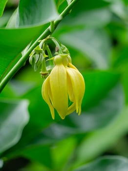 fragrant flowers of climbing ylang-ylang photo