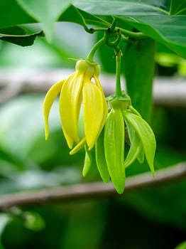 fragrant flowers of climbing ylang-ylang photo