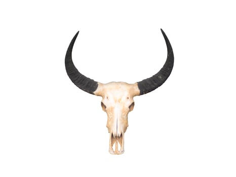 a bull skull with horns on a white background photo