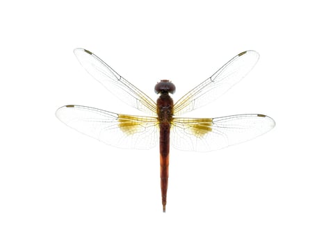macro image of dragonfly photo