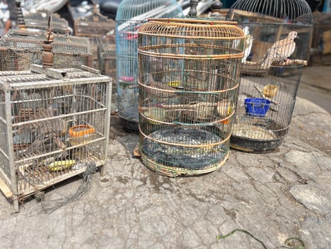 Dove Bird trading at the roadside animal market photo