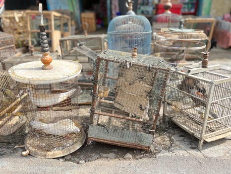 Dove Bird trading at the roadside animal market photo