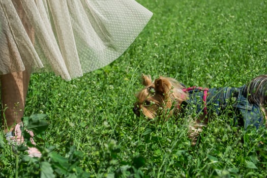 Cute yorkshire terrier on a green grass outdoor photo