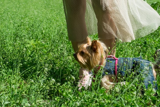 Cute yorkshire terrier on a green grass outdoor photo