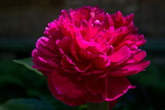 Beautiful blooming crimson peony. Macro shot. photo