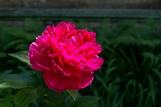 Beautiful blooming crimson peony. Macro shot. photo