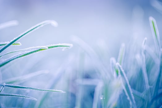Frosty nature background. Winter landscape with frozen grass in soft sunlight blue toned. Closeup seasonal beauty in nature concept. Dramatic peaceful natural grass macro. Wonderland dreamy background photo