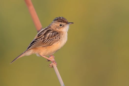 Bird Photography, Bird Picture, Most Beautiful Bird Photography, Nature Photography photo