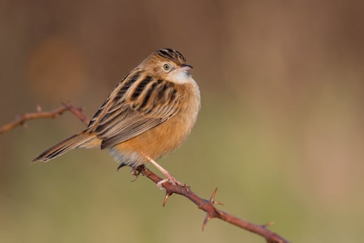 Bird Photography, Bird Picture, Most Beautiful Bird Photography, Nature Photography photo