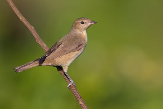 Bird Photography, Bird Picture, Most Beautiful Bird Photography, Nature Photography photo