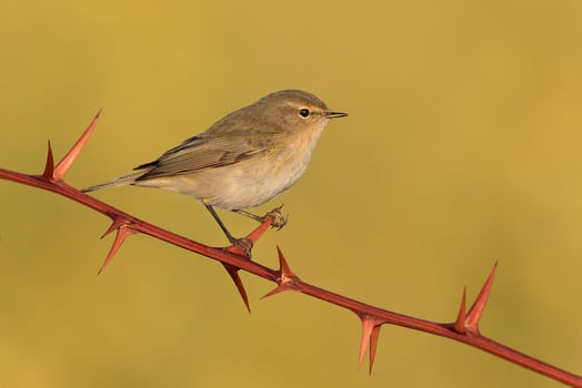 Bird Photography, Bird Picture, Most Beautiful Bird Photography, Nature Photography photo