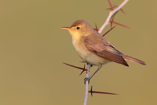 Bird Photography, Bird Picture, Most Beautiful Bird Photography, Nature Photography photo
