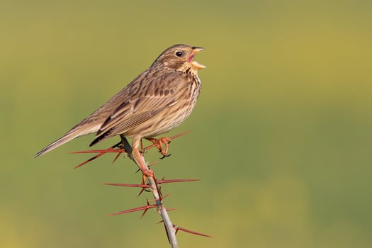 Bird Photography, Bird Picture, Most Beautiful Bird Photography, Nature Photography photo