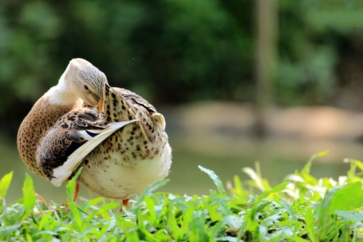 Bird Photography, Bird Picture, Most Beautiful Bird Photography, Nature Photography photo