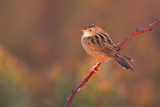 Bird Photography, Bird Picture, Most Beautiful Bird Photography, Nature Photography photo