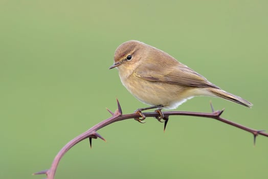 Bird Photography, Bird Picture, Most Beautiful Bird Photography, Nature Photography photo