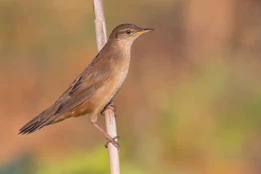 Bird Photography, Bird Picture, Most Beautiful Bird Photography, Nature Photography photo