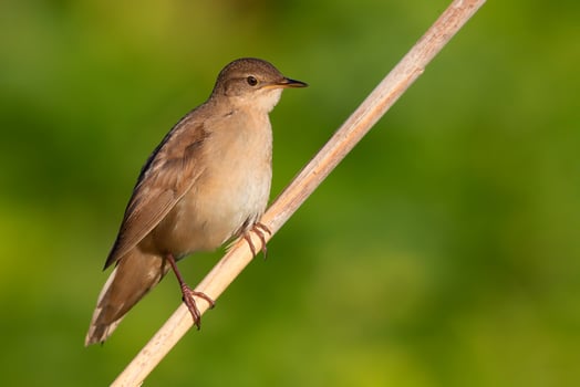 Bird Photography, Bird Picture, Most Beautiful Bird Photography, Nature Photography photo