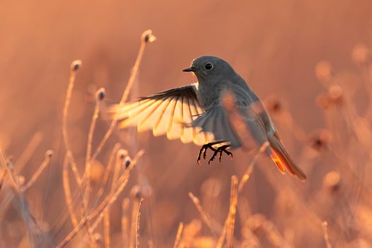 Bird Photography, Bird Picture, Most Beautiful Bird Photography, Nature Photography photo