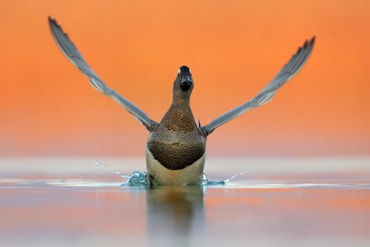 Bird Photography, Bird Picture, Most Beautiful Bird Photography, Nature Photography photo