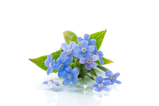 small blue forget-me-not flowers on white background photo