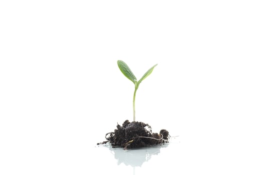 Green sprouts growing from soil on white background photo