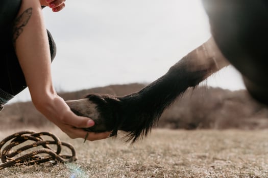 Young happy woman with her pony horse in evening sunset light. Outdoor photography with fashion model girl. Lifestyle mood. oncept of outdoor riding, sports and recreation. photo