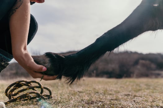 Young happy woman with her pony horse in evening sunset light. Outdoor photography with fashion model girl. Lifestyle mood. Concept of outdoor riding, sports and recreation. photo