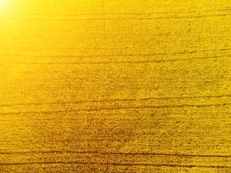 Aerial view on green wheat field in countryside. Field of wheat blowing in the wind on sunset. Young and green Spikelets. Ears of barley crop in nature. Agronomy, industry and food production. photo