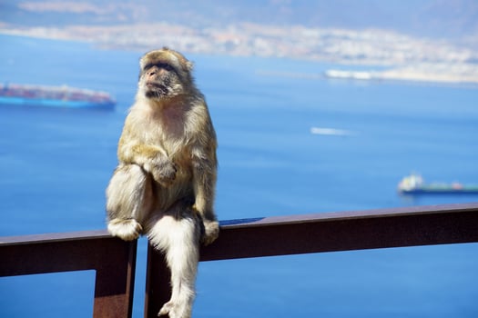 Nice photograph of a Gibraltar monkey with the port behind photo