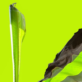 Banana leaves in green background photo