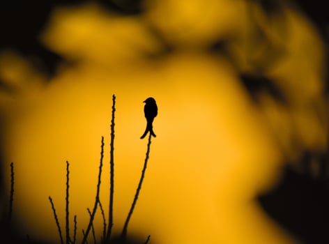 A black drongo in golden hour photo