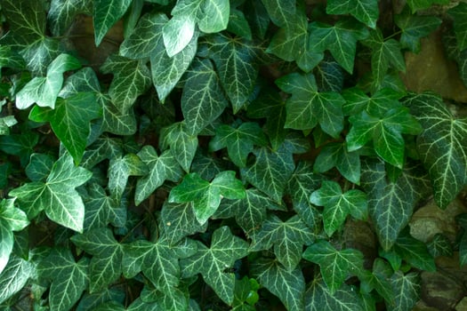 Green ivy background. photo